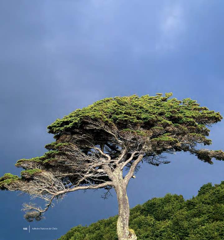 Nothofagus betuloides