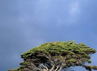 Nothofagus betuloides