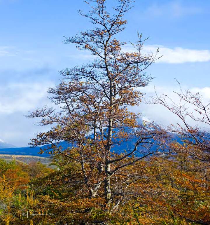 Nothofagus antarctica