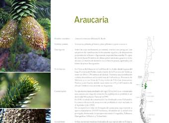 Araucaria araucana