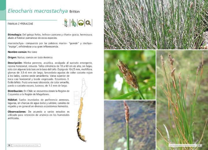 Eleocharis macrostachya