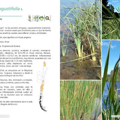 Typha angustifolia