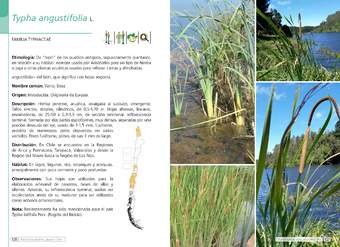 Typha angustifolia