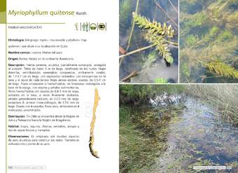 Myriophyllum quitense