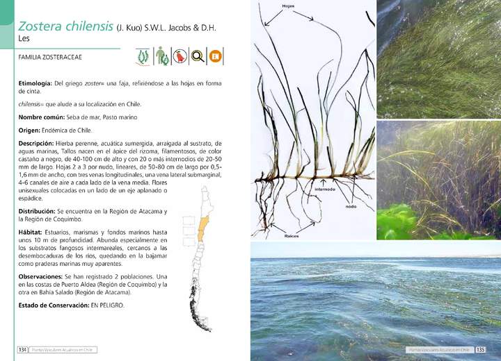 Zostera chilensis