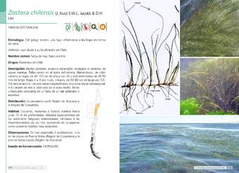 Zostera chilensis