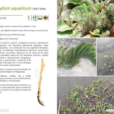 Myriophyllum aquaticum