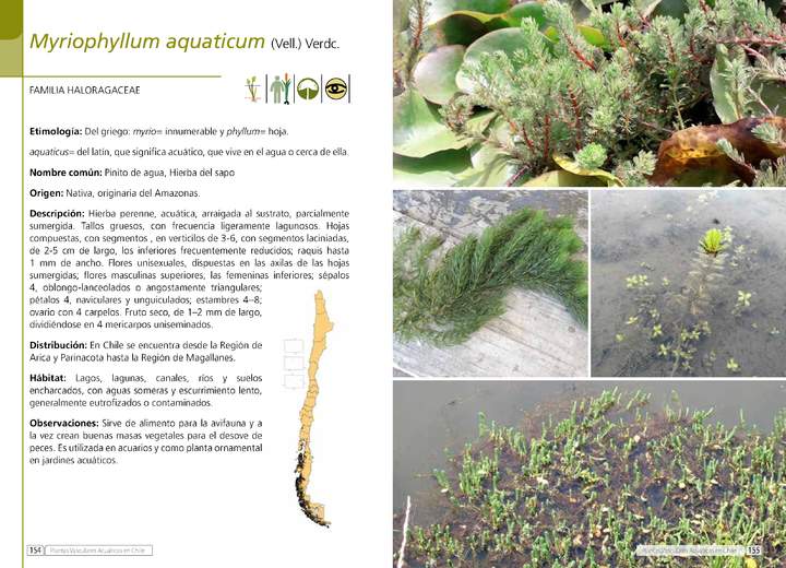 Myriophyllum aquaticum