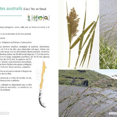 Phragmites australis