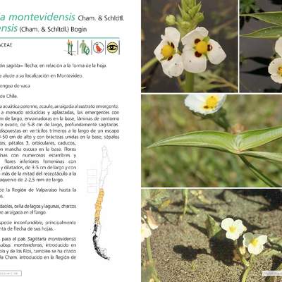 Sagittaria montevidensis