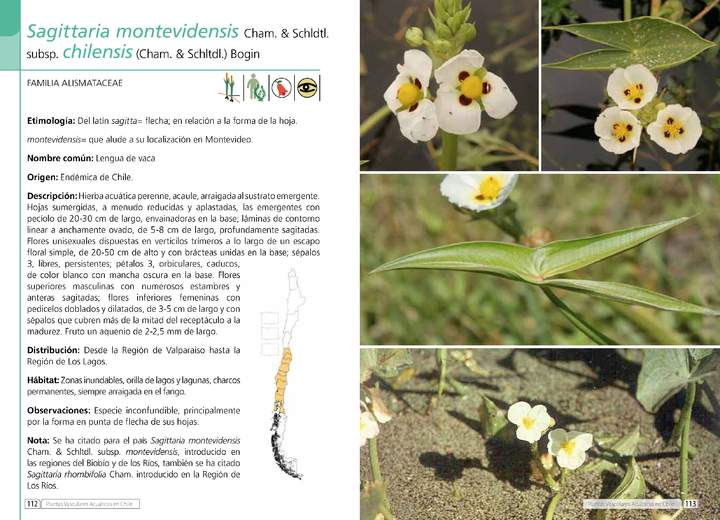 Sagittaria montevidensis