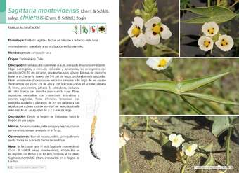 Sagittaria montevidensis