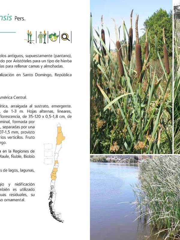 Typha domingensis