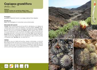 Copiapoa grandiflora