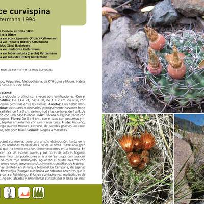 Eriosyce curvispina