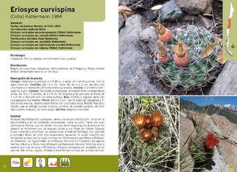 Eriosyce curvispina