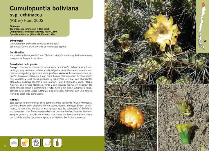 Cumulopuntia boliviana