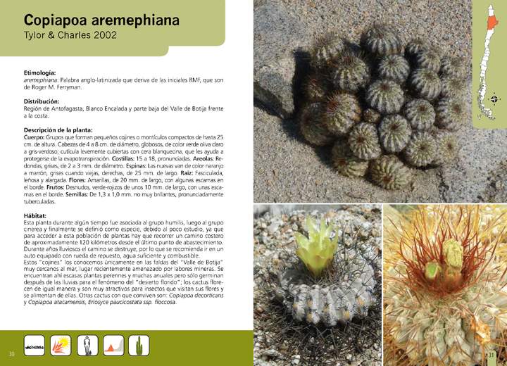 Copiapoa aremephiana