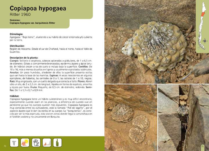 Copiapoa hypogaea