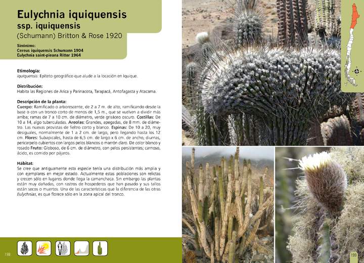 Eulychnia iquiquensis ssp. iquiquensis