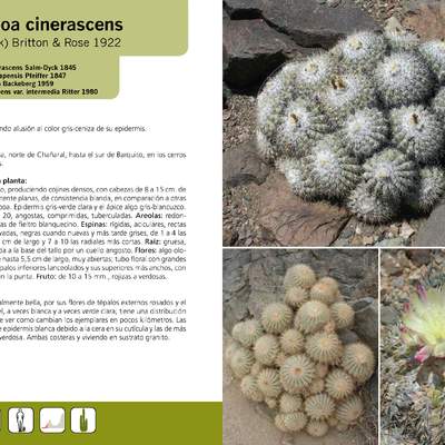 Copiapoa cinerascens