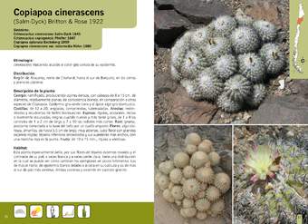 Copiapoa cinerascens