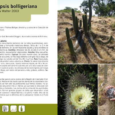 Echinopsis bolligeriana