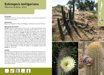 Echinopsis bolligeriana