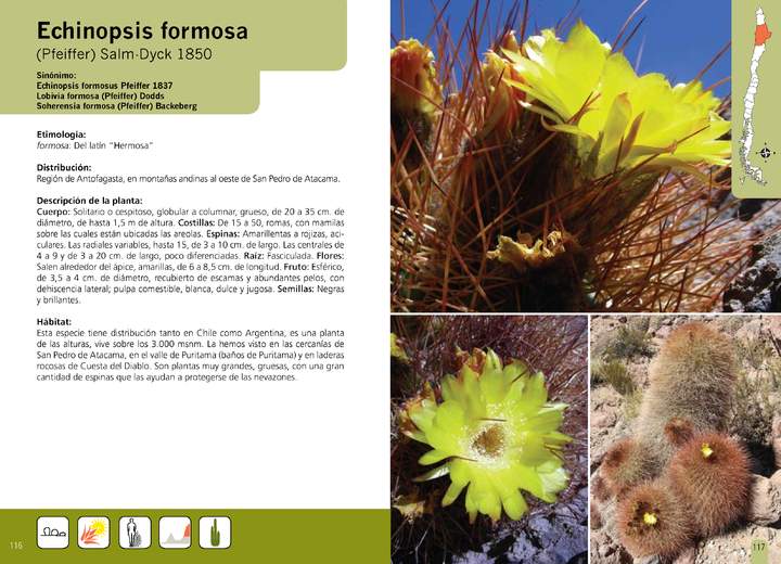 Echinopsis formosa