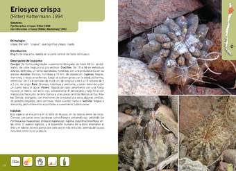 Eriosyce crispa