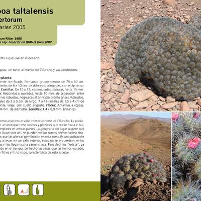 Copiapoa taltalensis