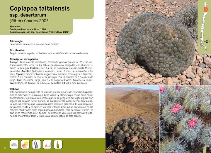 Copiapoa taltalensis