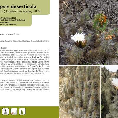 Echinopsis deserticola