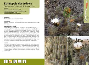 Echinopsis deserticola