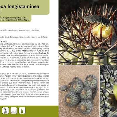 Copiapoa longistaminea