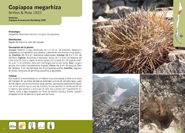 Copiapoa megarhiza