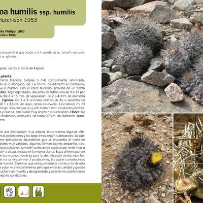 Copiapoa humilis ssp. humilis