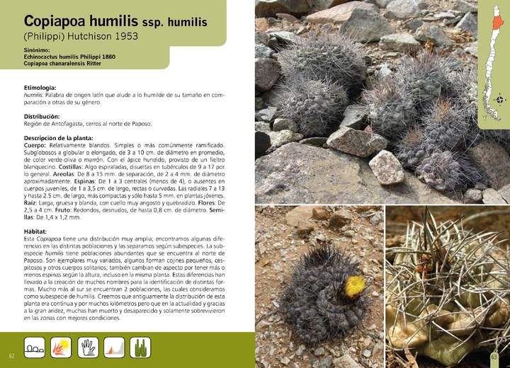 Copiapoa humilis ssp. humilis