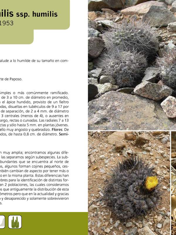 Copiapoa humilis ssp. humilis