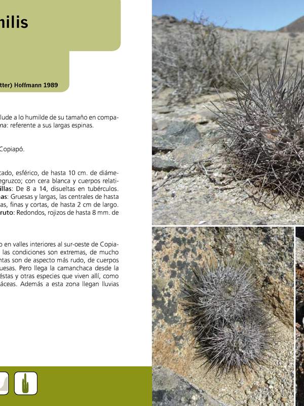 Copiapoa humilis