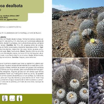 Copiapoa dealbata