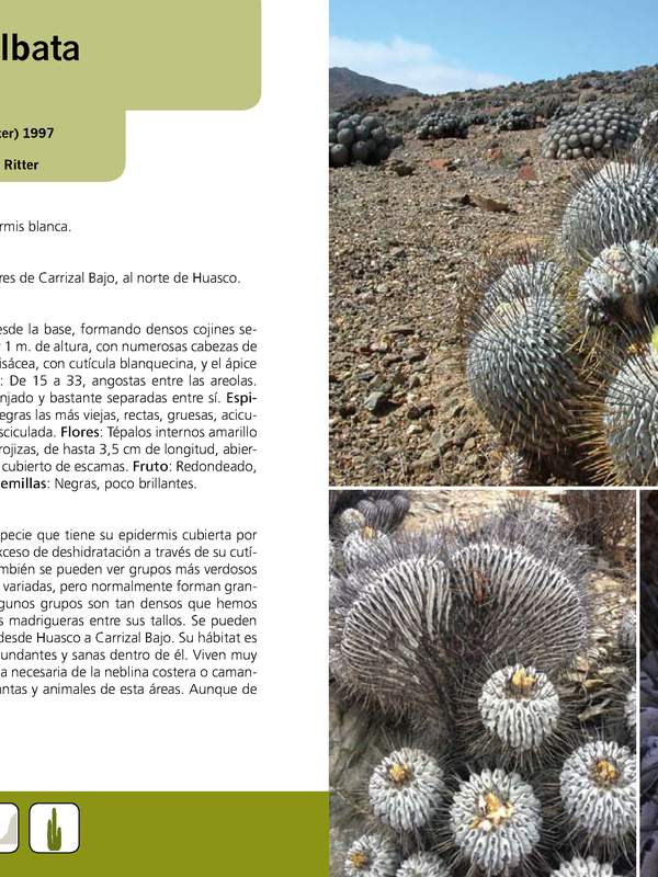 Copiapoa dealbata