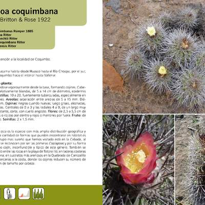 Copiapoa coquimbana