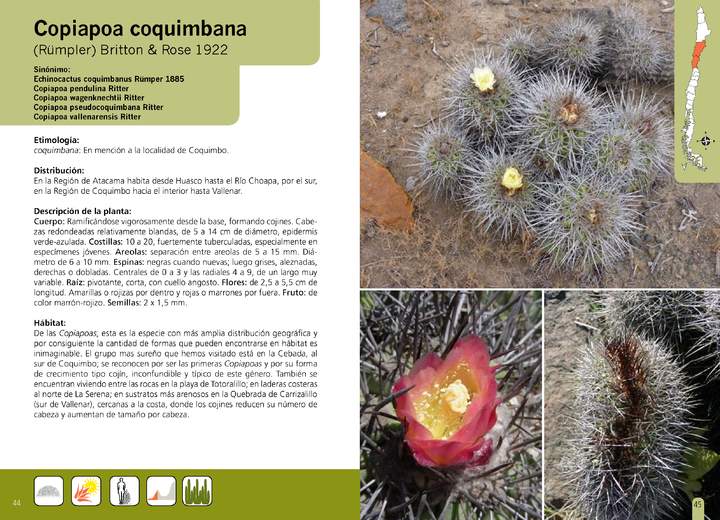 Copiapoa coquimbana