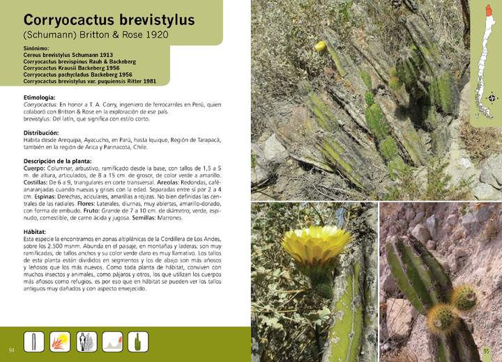 Corryocactus brevistylus