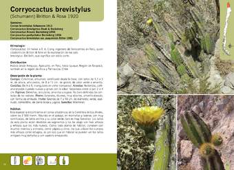 Corryocactus brevistylus