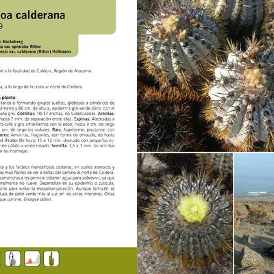 Copiapoa calderana