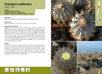 Copiapoa calderana