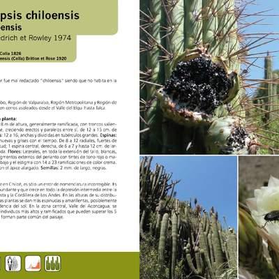 Echinopsis chiloensis