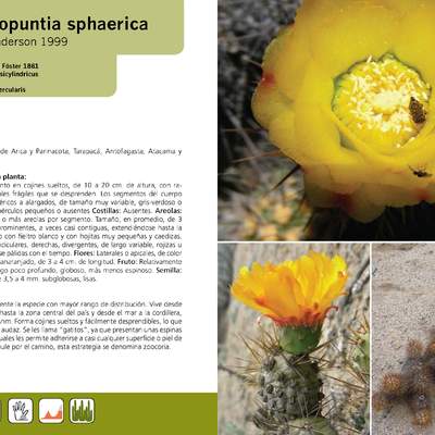 Cumulopuntia sphaerica